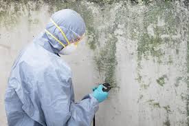 Why You Should Choose Our Mold Remediation Services in Bell, CA